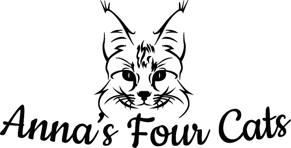 Annas Four Cats Maine Coon breeder Gloucestershire