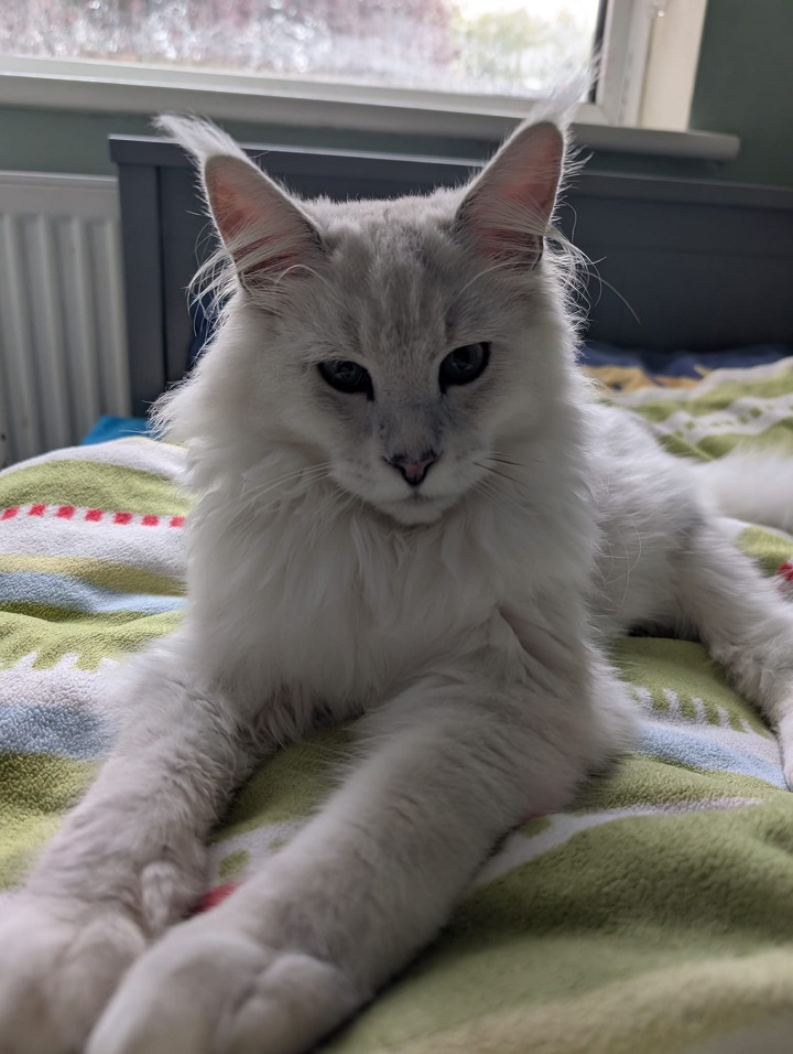 fourcats maincoon07.JPG <br />
fourcats-maincoon