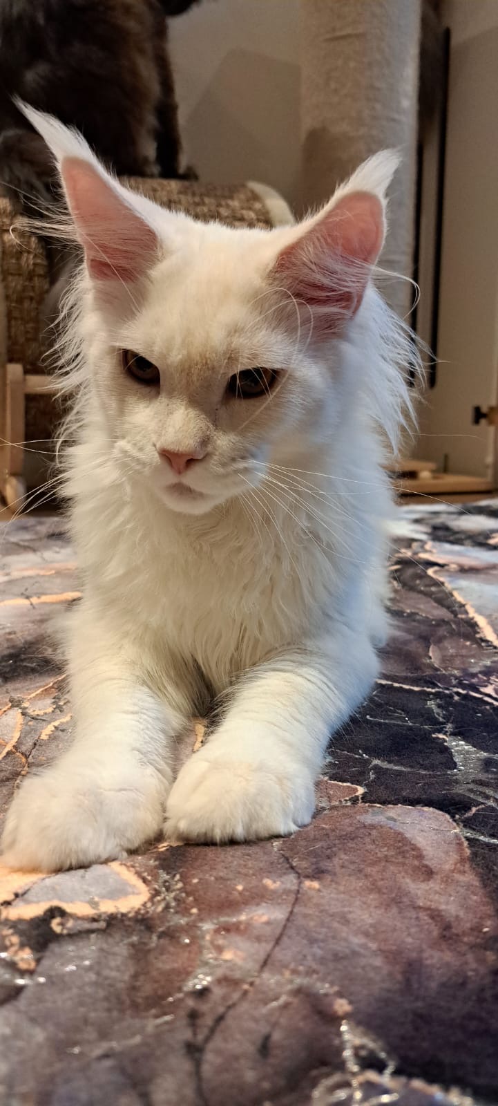 fourcats maincoon08.JPG fourcats maincoon