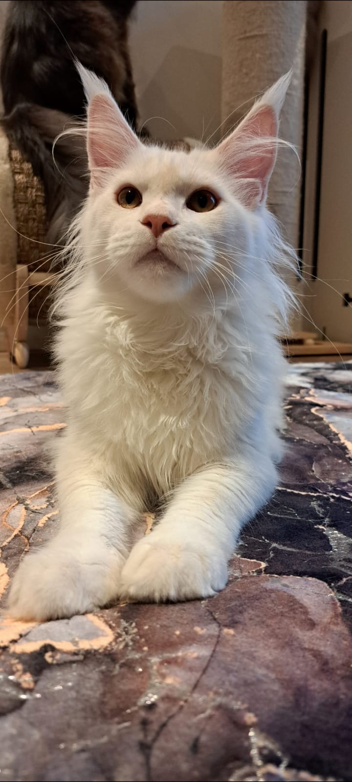 fourcats maincoon09 fourcats maincoon