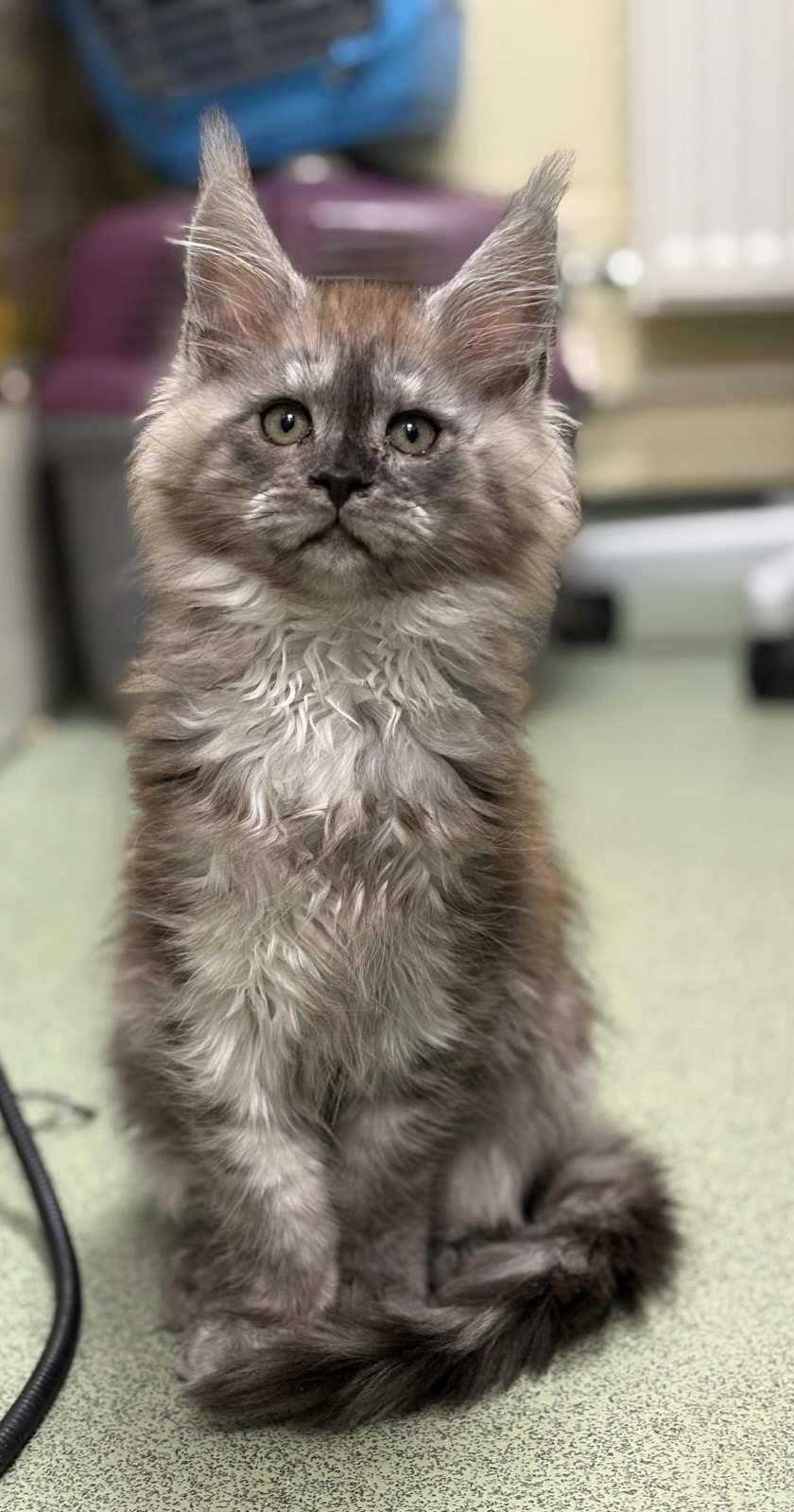 31122871-9ce6-4001-bca0-c434c707a4ac Maine Coon kitten