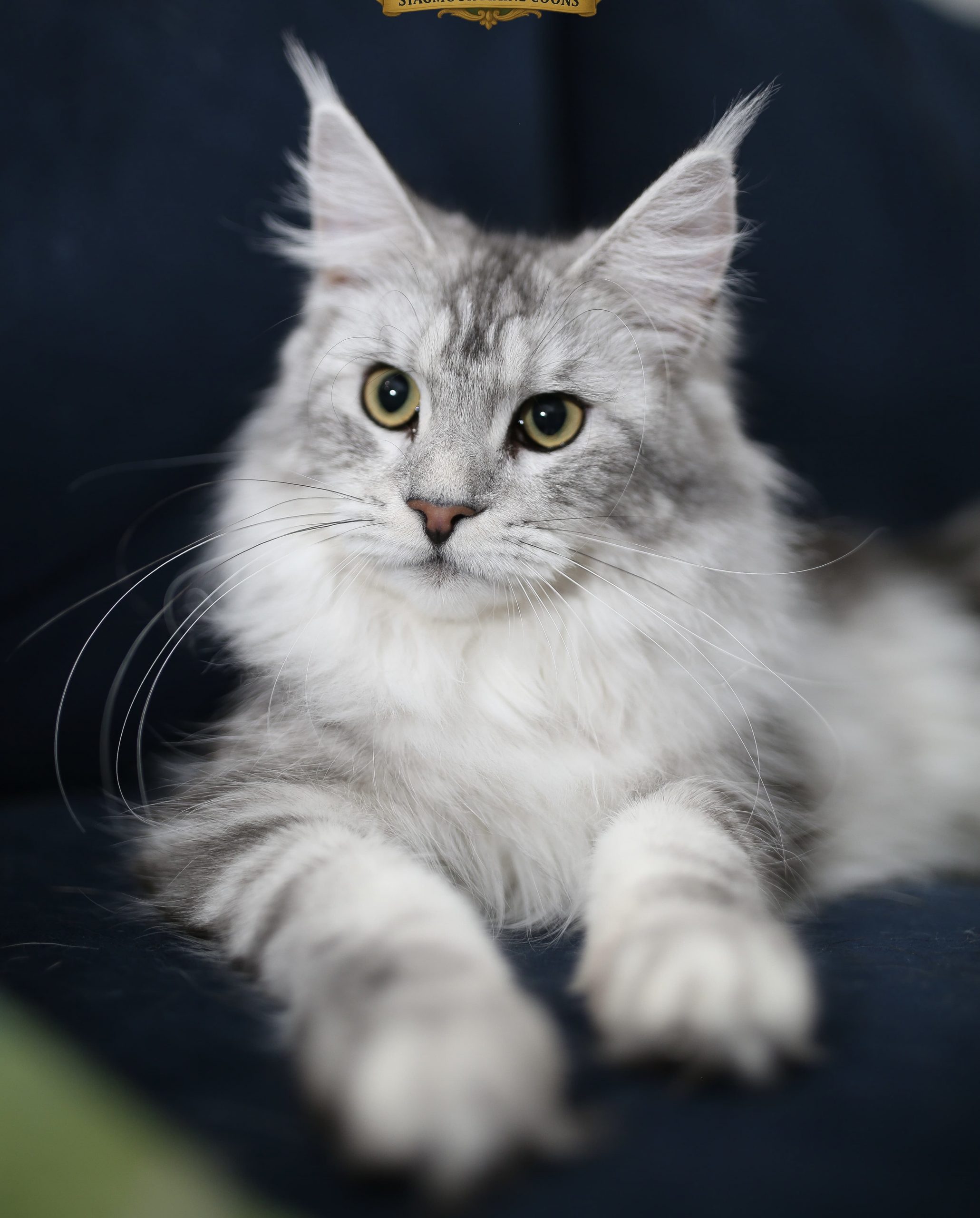 856e8411-b7d8-4e7b-ad22-0e5fefd06de5 Maine Coon kitten