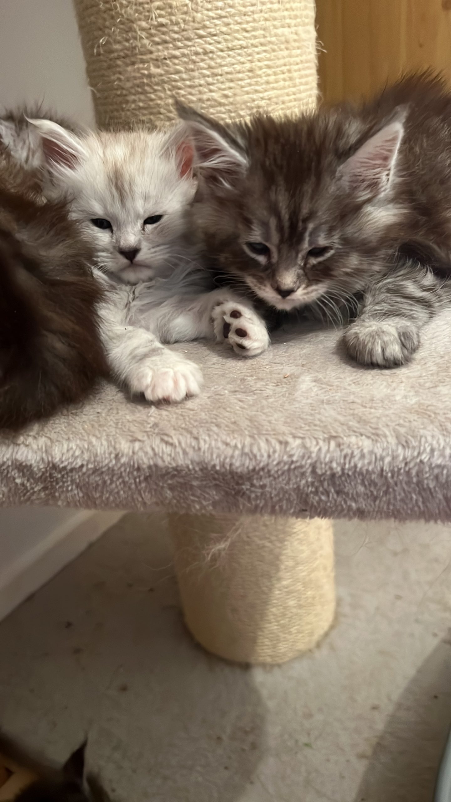 86B9A9E5-D904-4913-BCEC-9CC825939A42 Maine Coon kitten