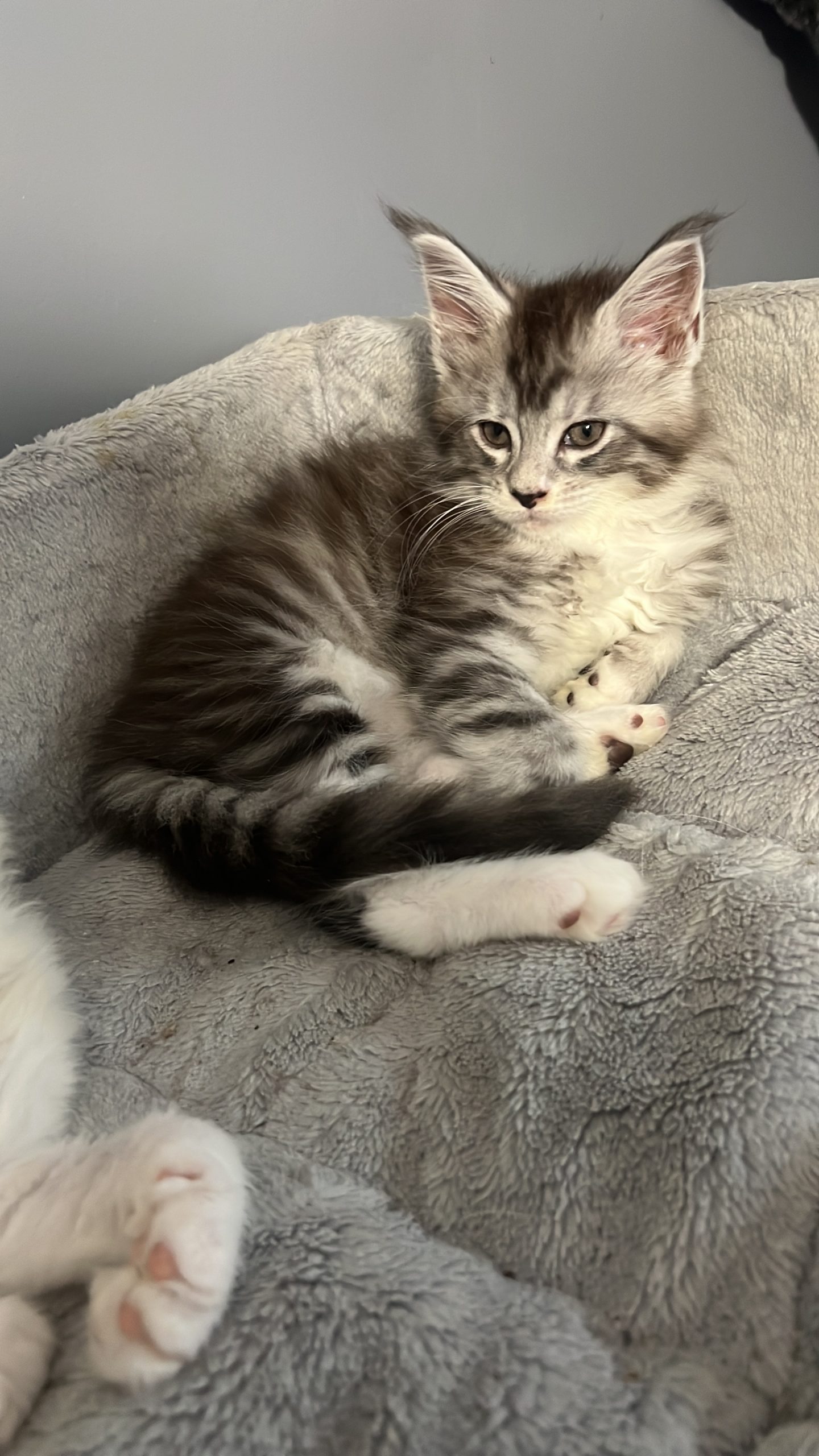 B8C9B611-9FC0-4DD3-A558-2BB9605D453A enriko