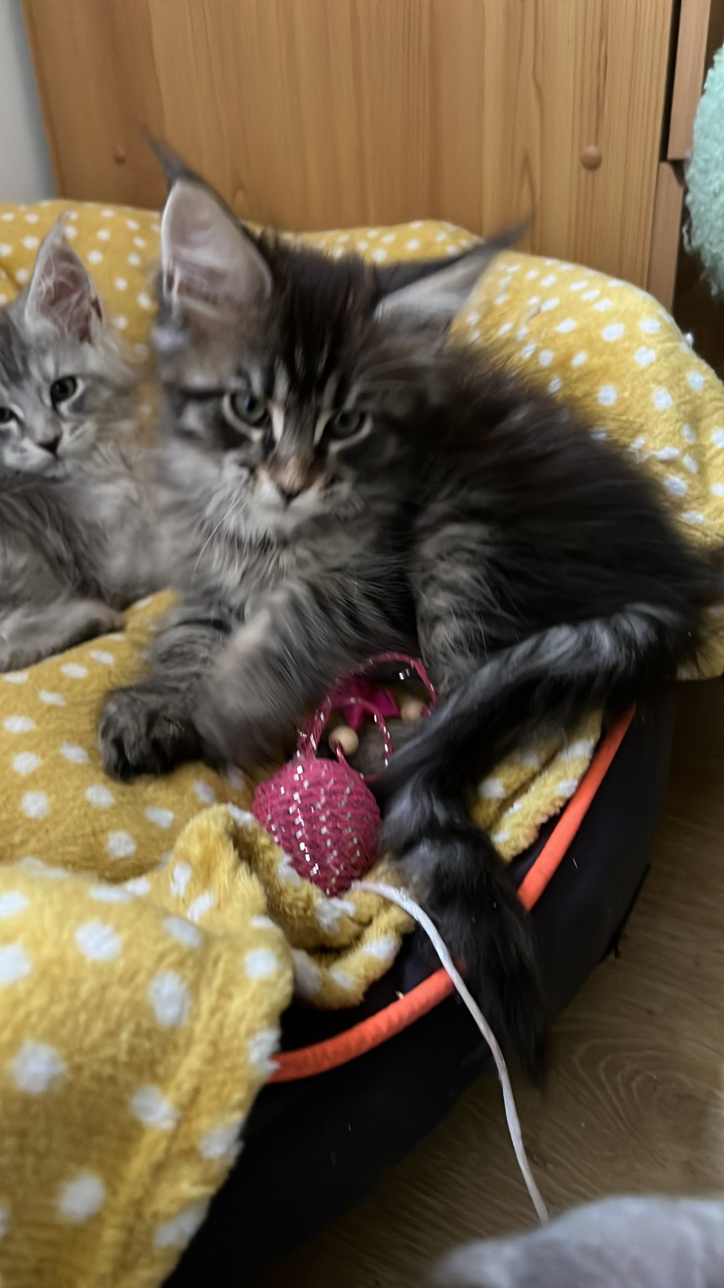 BBDD6601-676A-4BCE-9A70-C2ABFB10D31B Maine Coon kitten