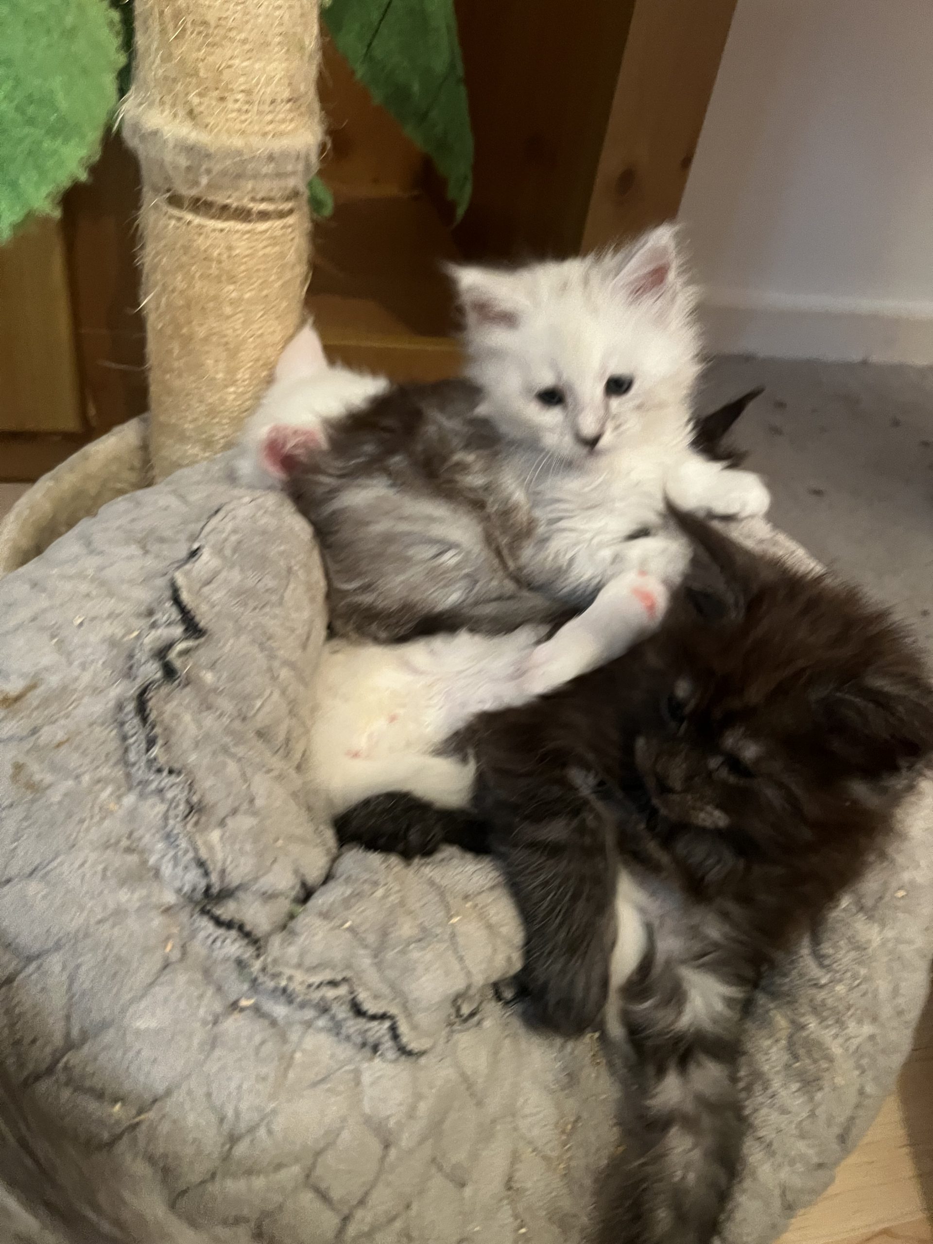 IMG_2142 Maine Coon kitten