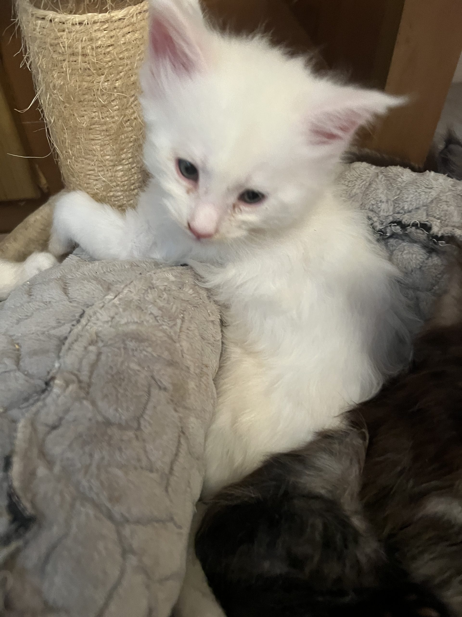 IMG_2144 Nemo (Blue)