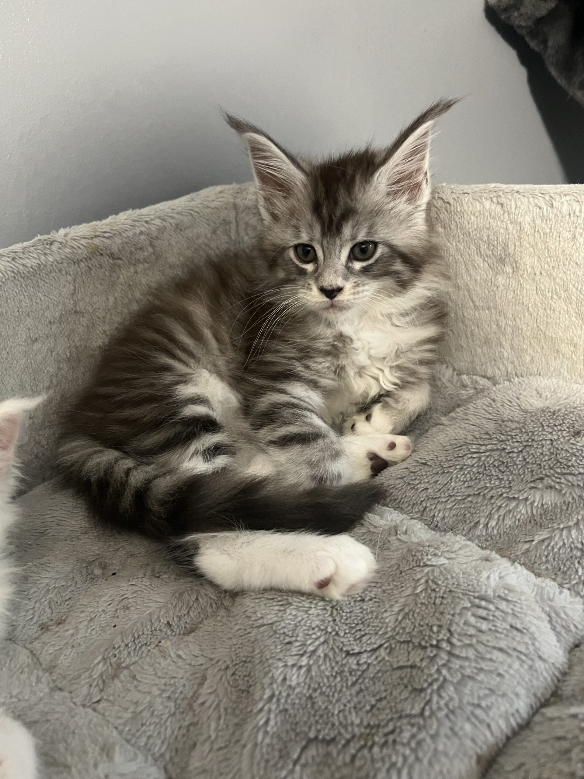 IMG_2373 Maine Coon kitten