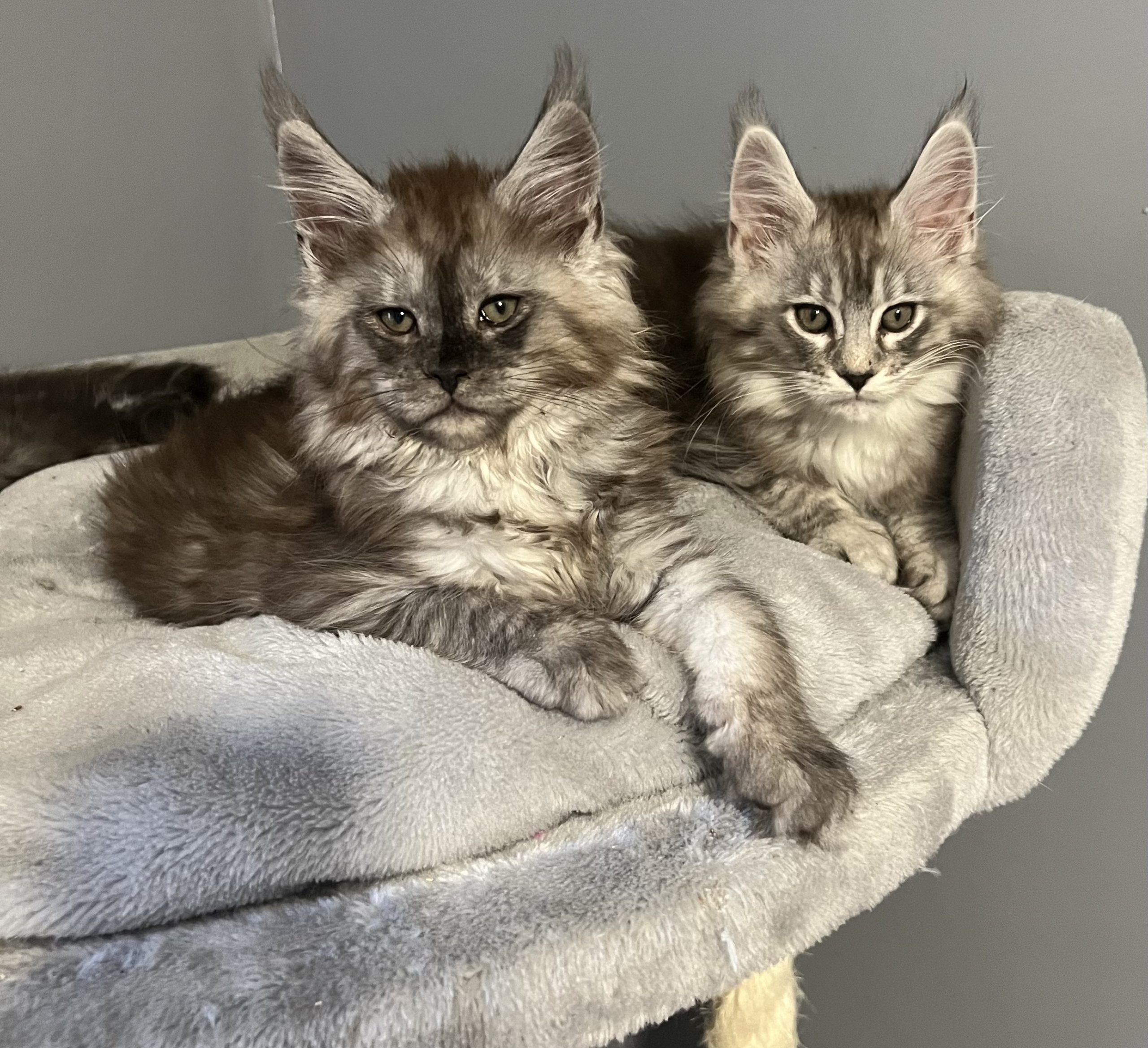 IMG_2821 Maine Coon kitten