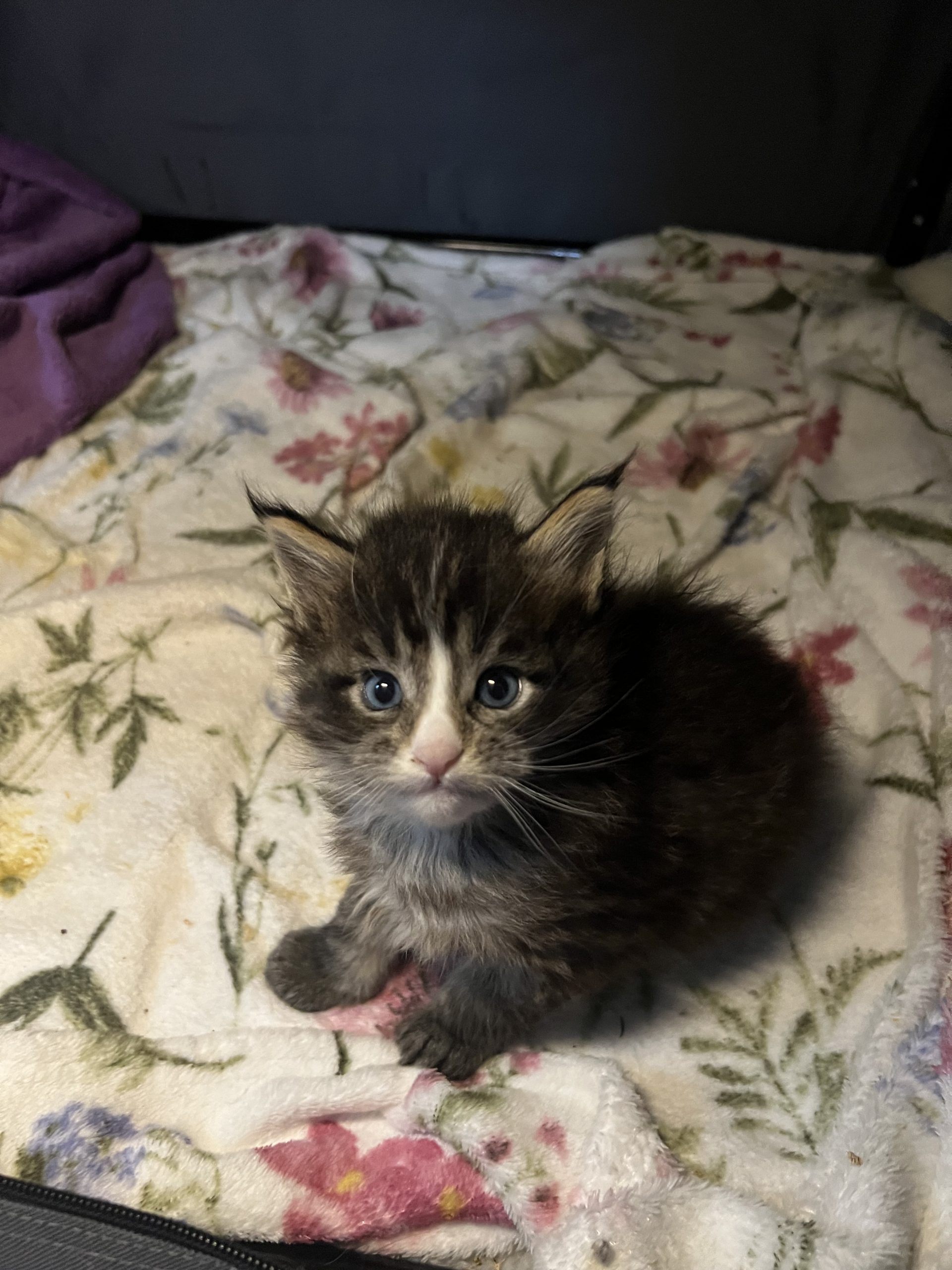 IMG_2853 Maine Coon kitten