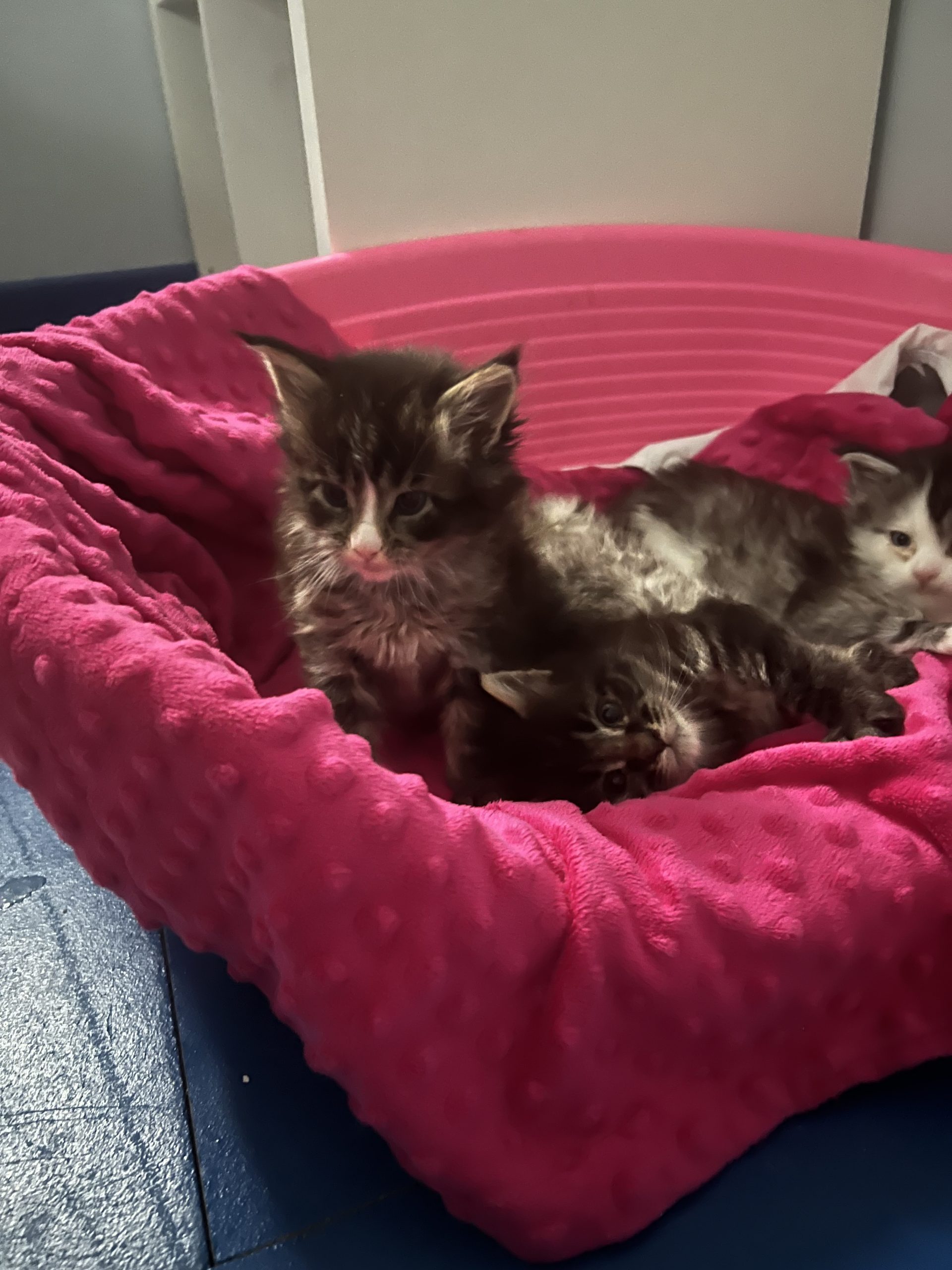 IMG_2907 Maine Coon kitten