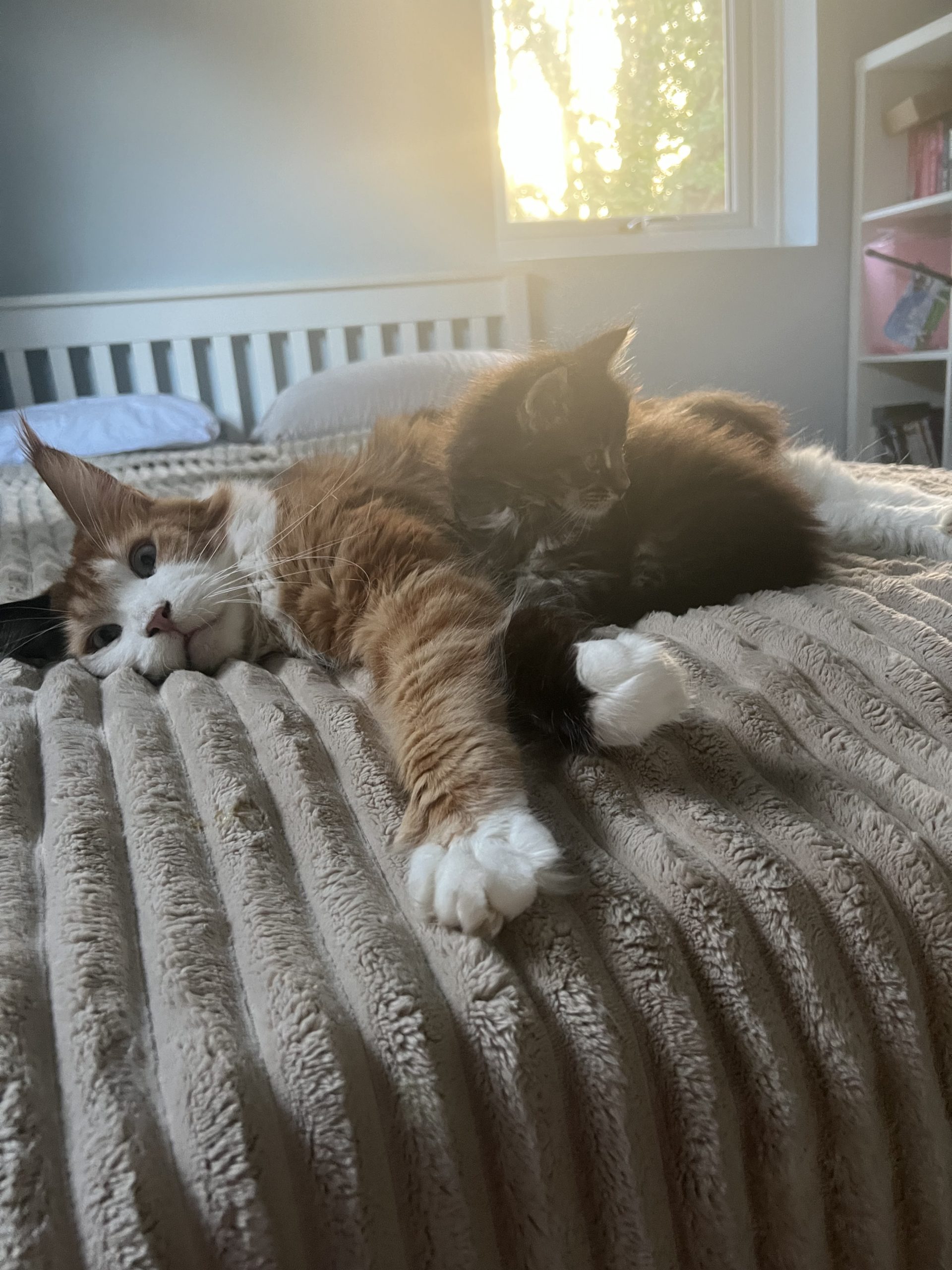 IMG_3007 Maine Coon kitten