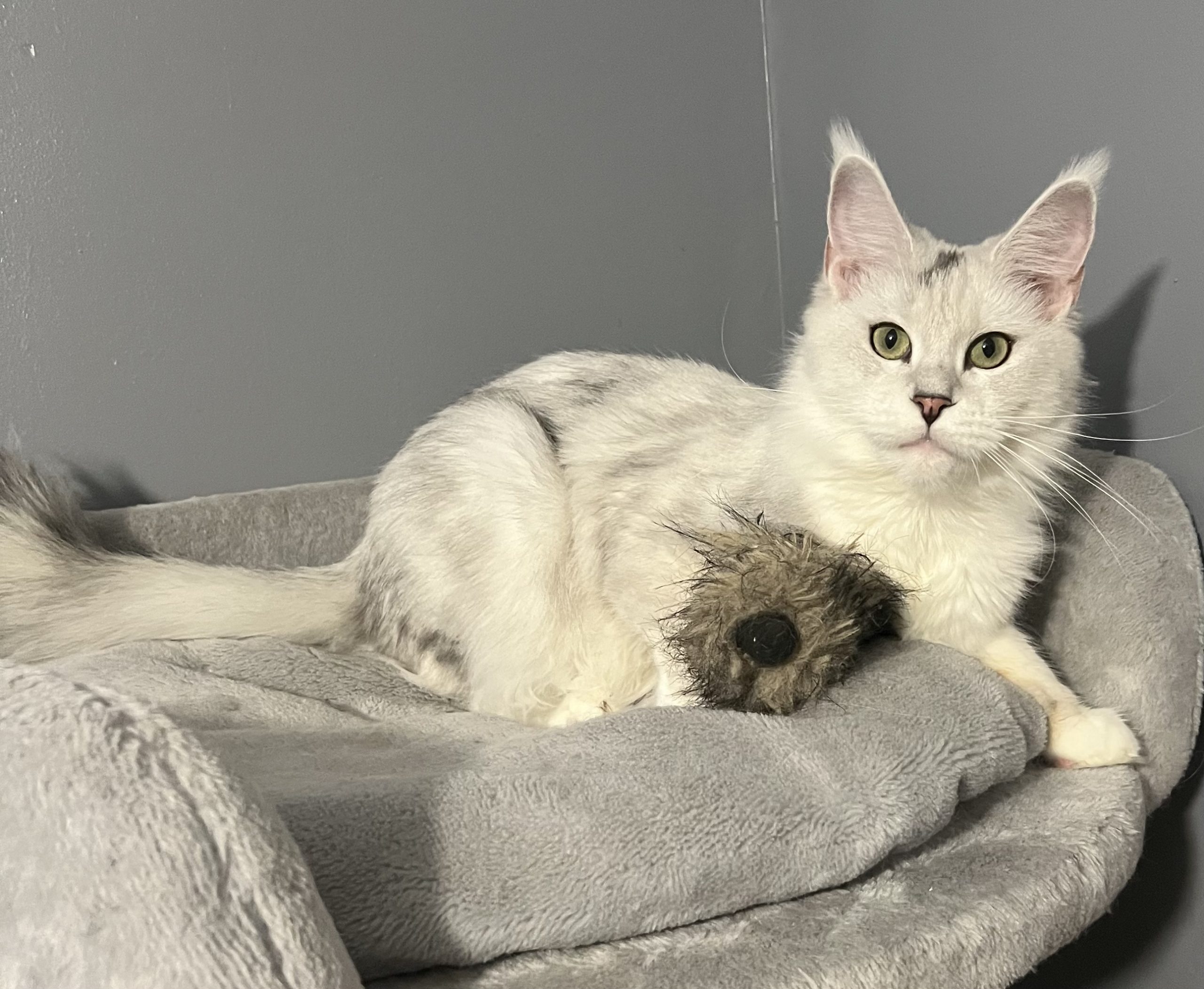 IMG_3350 Maine Coon kitten