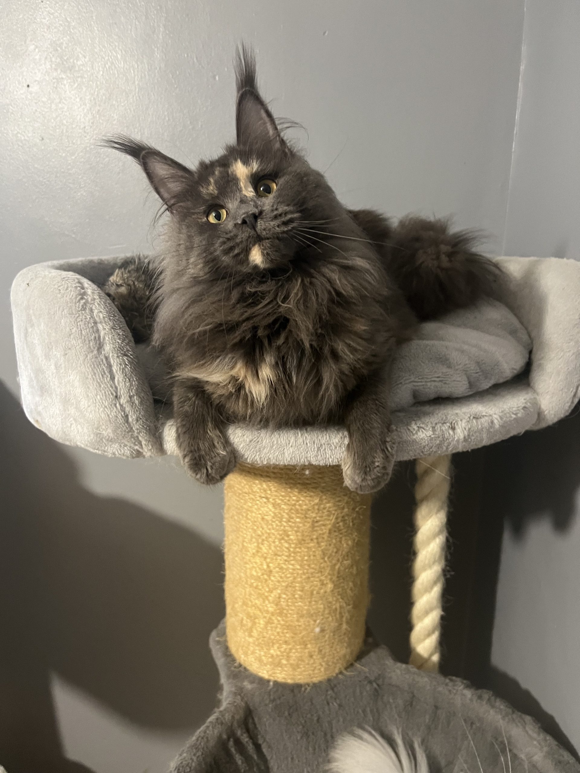 IMG_3355 Maine Coon kitten