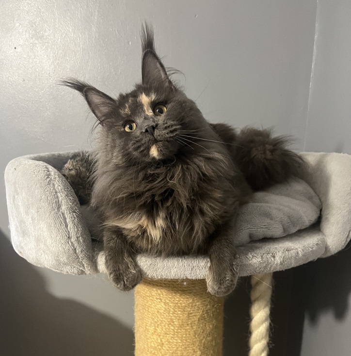 Pirri Four cats 1 pirri