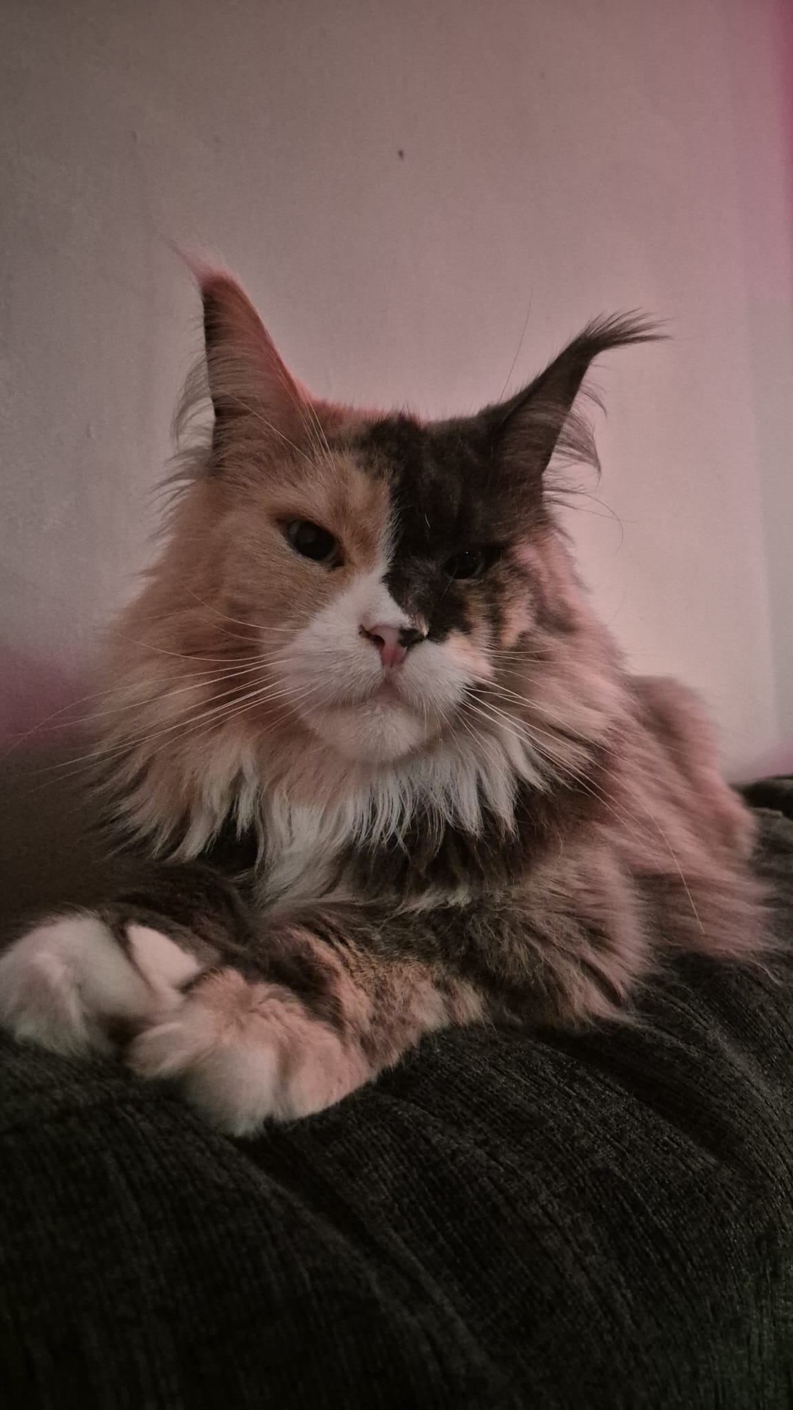 a4fe132b-c71e-4231-bd01-438b5f690b8c fourcats kitten