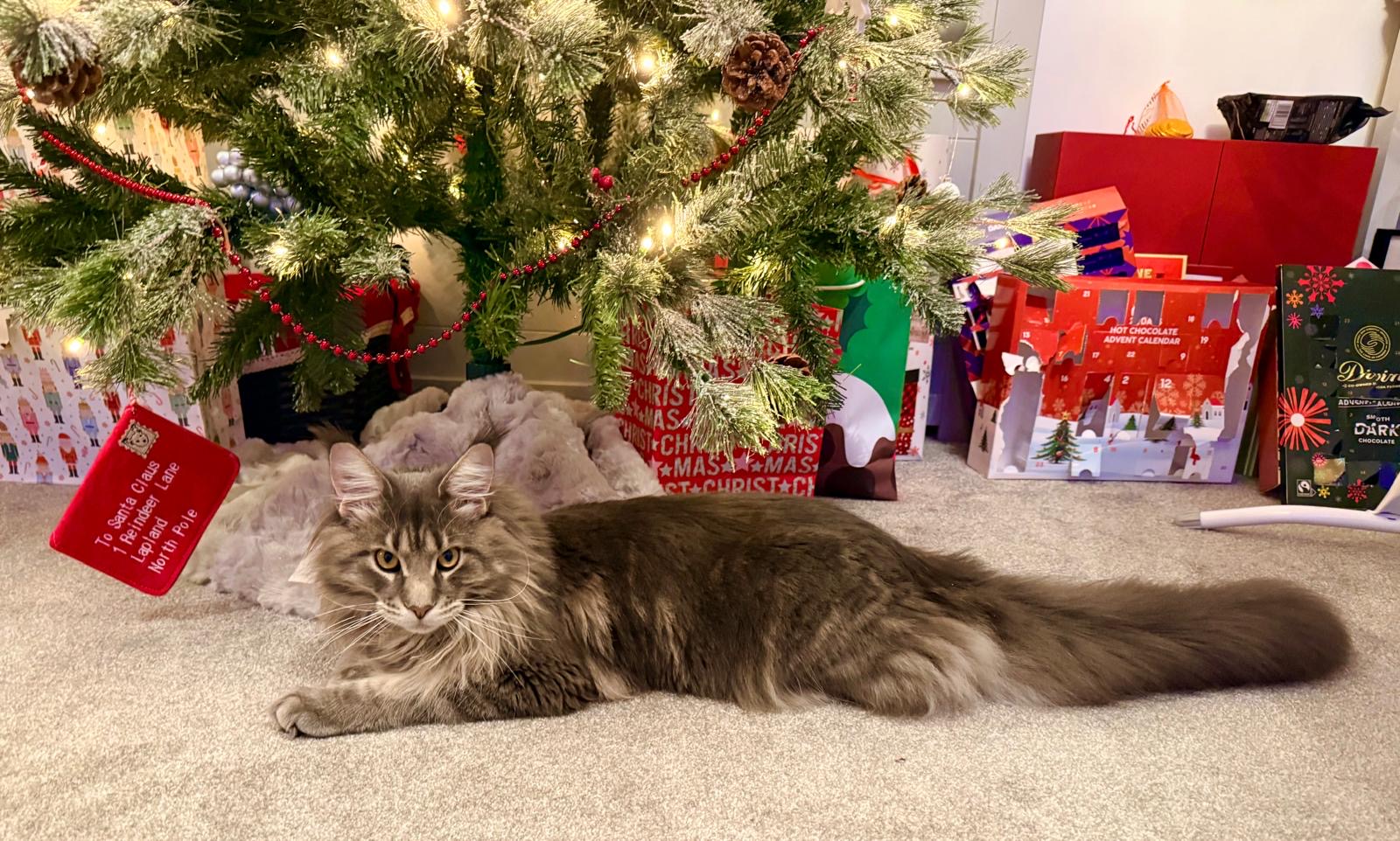 afa9394d-c62f-4ff0-a3ad-3cf14ca62e3b fourcats maincoon