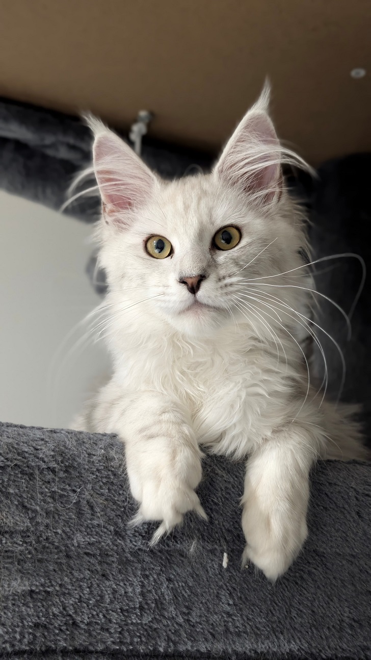 fourcats00112 Enriko Male Blue