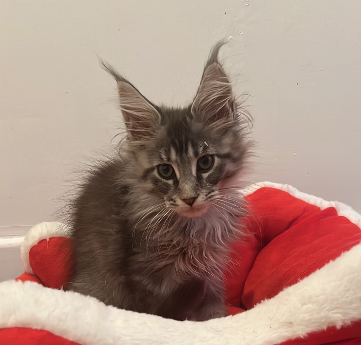 fourcats0012 Maine Coon kitten