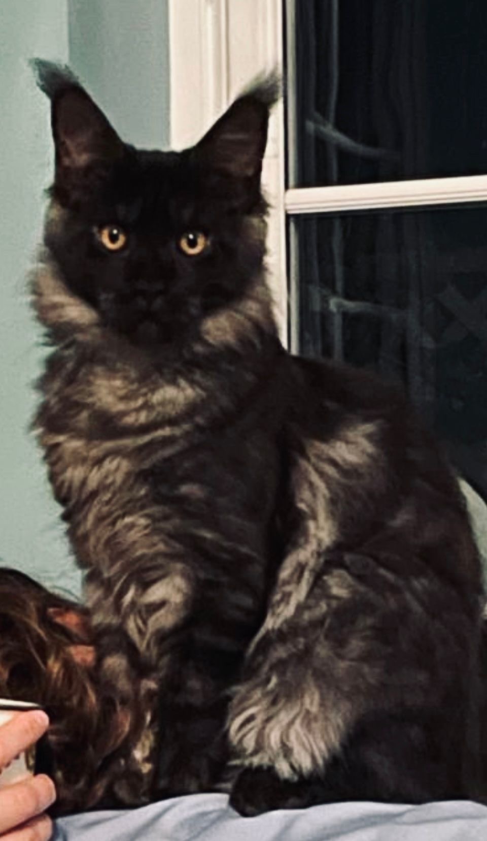 fourcats0013 Maine Coon kitten