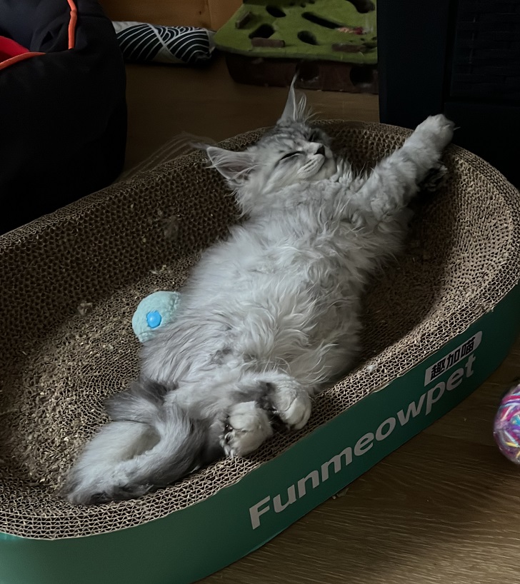 fourcats0014 fourcats kitten