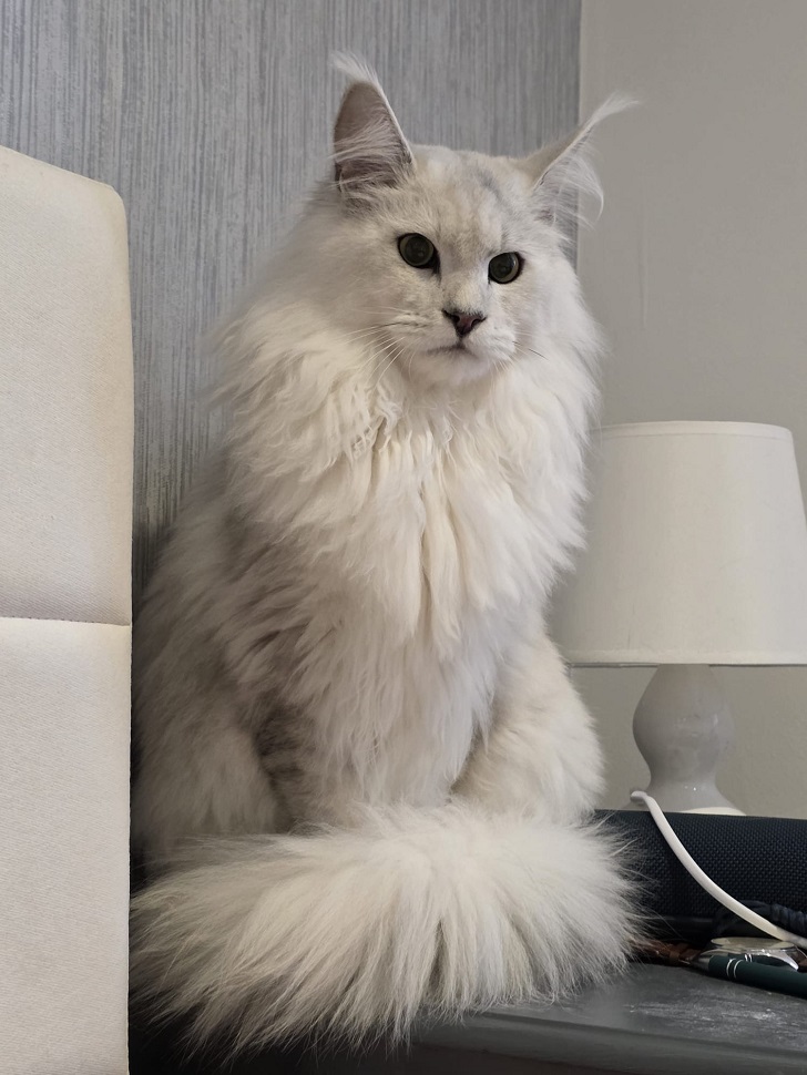 fourcats0015 fourcats kitten