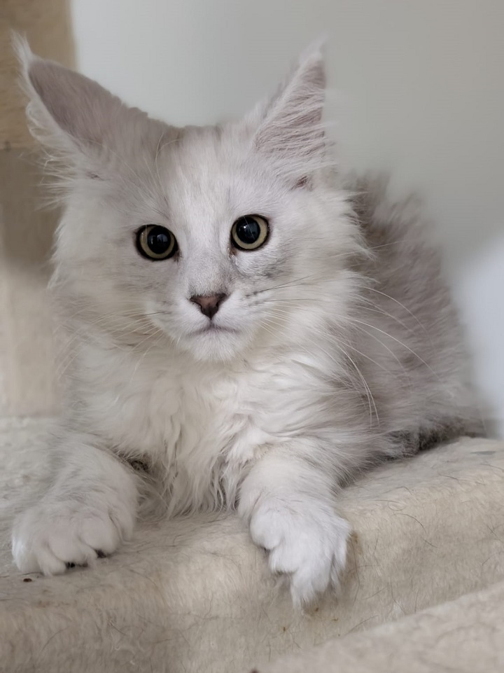 fourcats0016 Maine Coon kitten