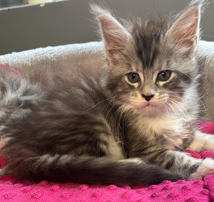 fourcats0017 fourcats kitten