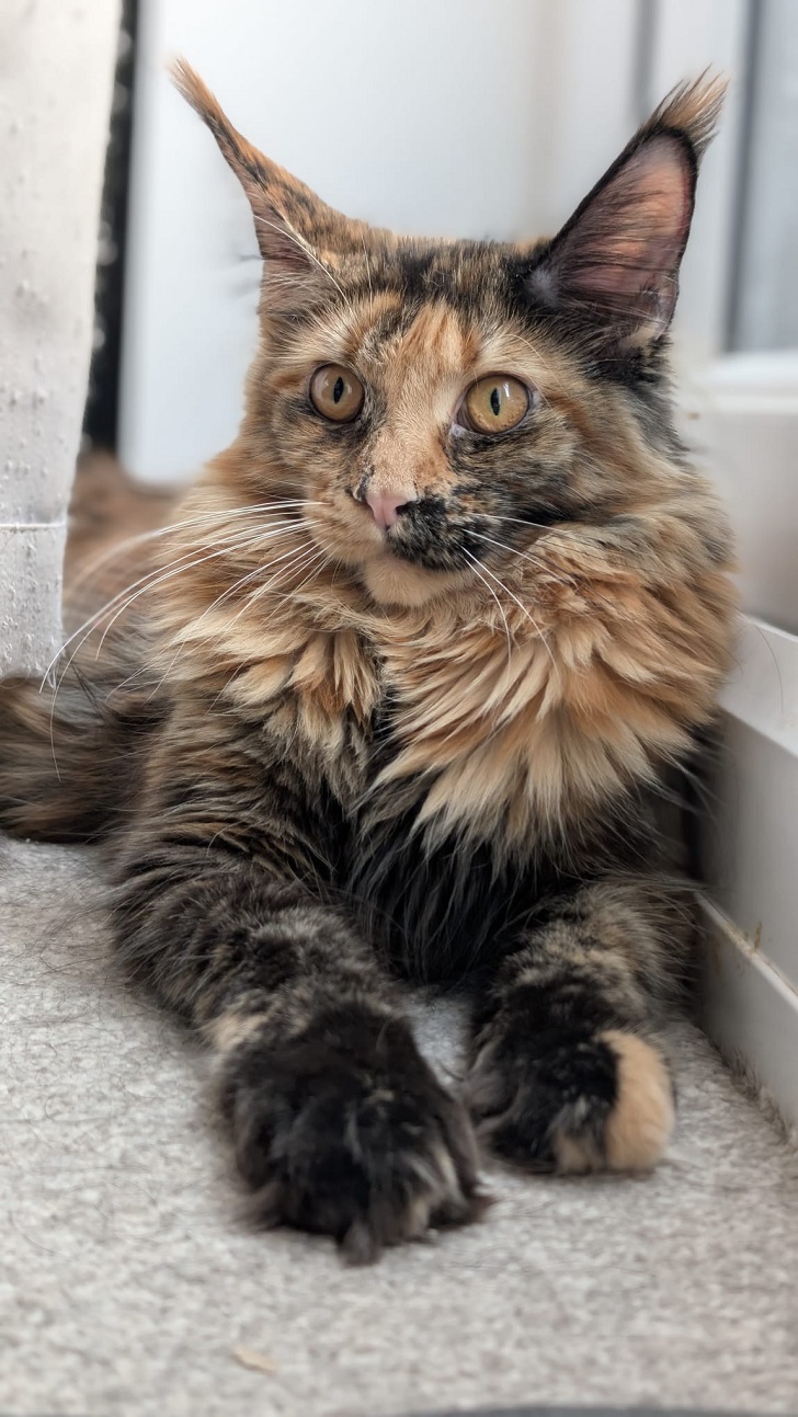 fourcats0018 maincoon