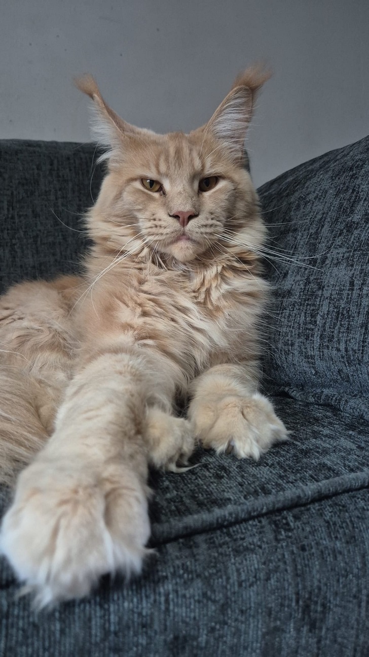 fourcats0019 Maine Coon kitten