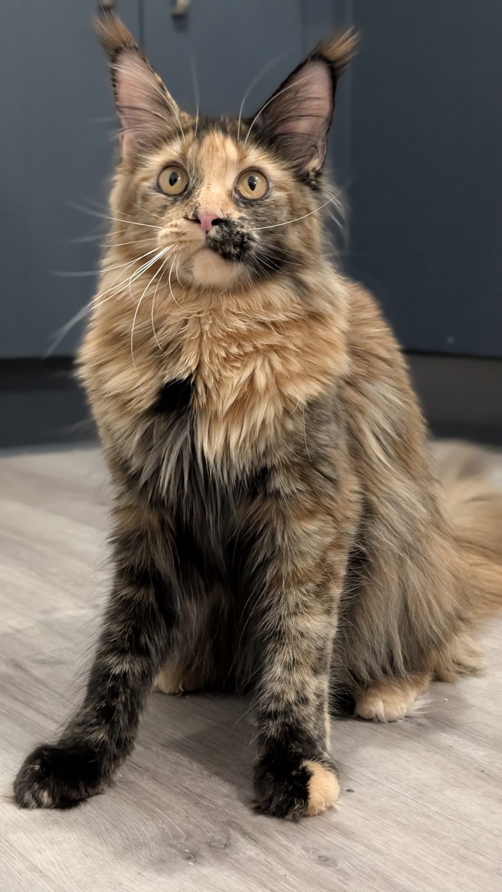 fdb9bde1-4e1b-4099-baae-3521c9ceb006 fourcats maincoon